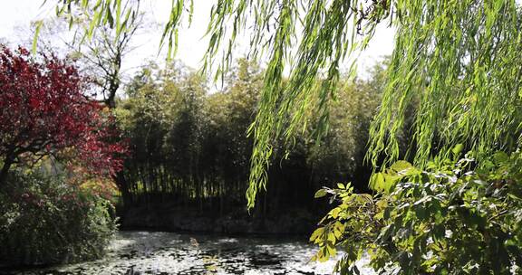 中国杭州西湖湖边柳条摇曳慢镜头