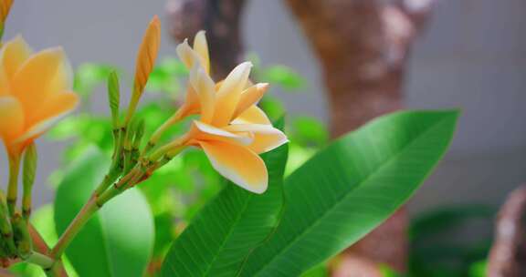 鲜花，鸡蛋花，花园，热带