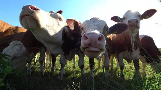 一群牛吃草近景特写镜头
