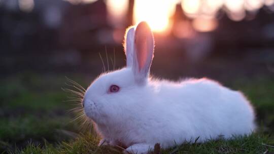 兔年实拍可爱的兔子生肖