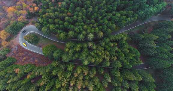 道路，森林，松树，风景