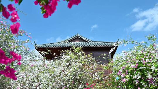 海南陵水黎族自治县南湾花镇盛放的三角梅