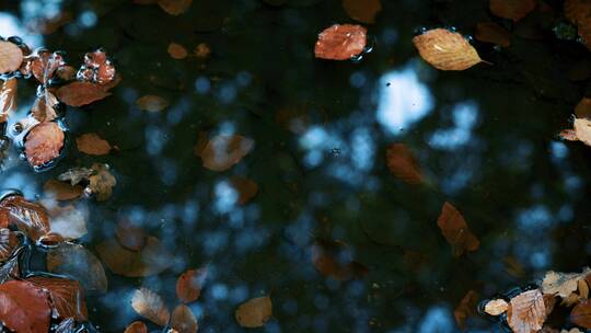 树叶落入水中视频素材模板下载