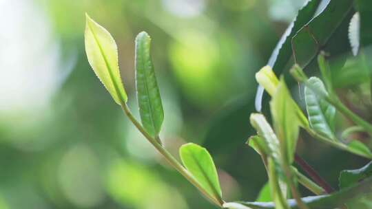 茶农用手抚摸茶叶慢镜头