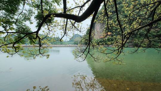 广西柳州龙潭公园池塘边树荫