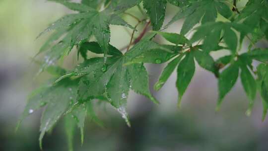 雨天的植物叶子4K