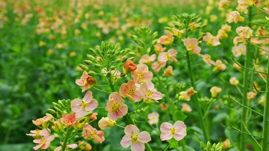 油菜花春天油菜花海油菜花田菜花花海