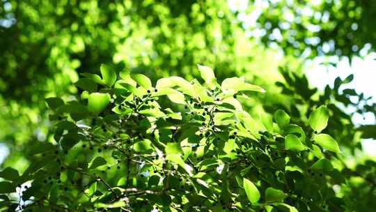 洛阳夏日大自然阳光下的植物空镜头