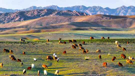 4K航拍新疆阿勒泰萨尔布拉克草原夕阳羊群视频素材模板下载