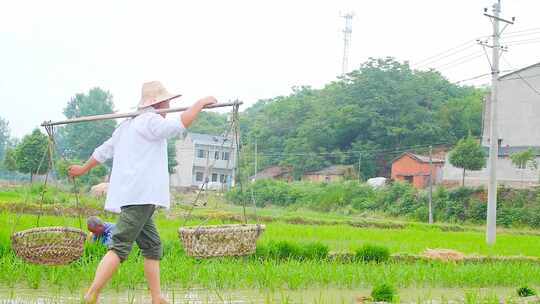 稻田丰收禾苗培育