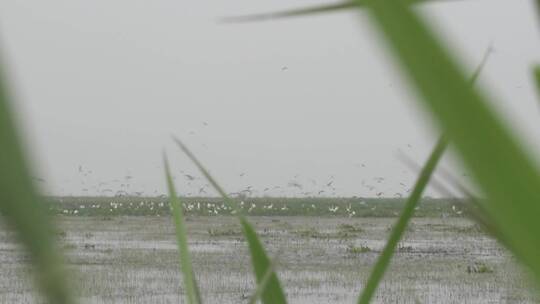 湖区拆围大批水鸟栖息透过芦苇叶子拍摄