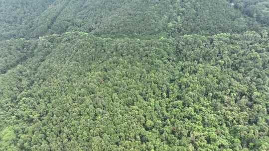 森林公路航拍山路树林道路俯拍林间道路风景视频素材模板下载