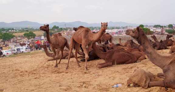 骆驼在Pushkar Mela骆驼集市节