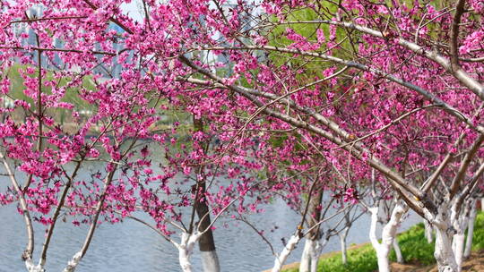 阳光下公园盛开的鲜艳花朵枝叶树叶