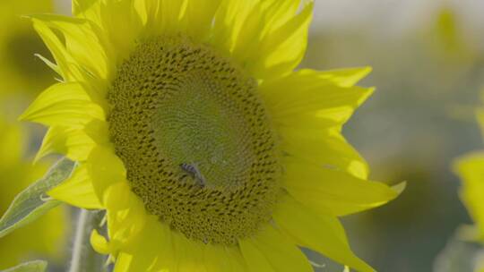 阳光下的向日葵蜜蜂采蜜1视频素材模板下载