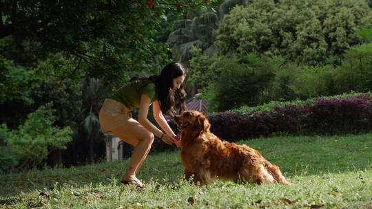 翠绿的草地上金毛犬和女主人在嬉戏视频素材模板下载