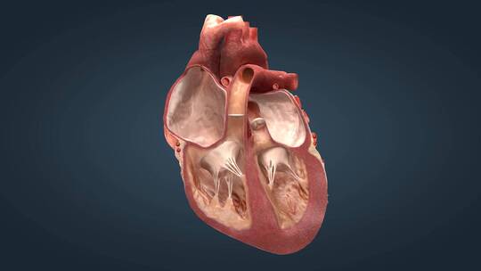 心脏心肌功能人体发动机血液循环原理17