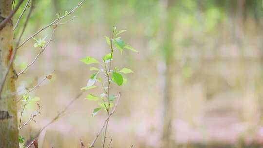 风中摇曳的一株绿植高清视频