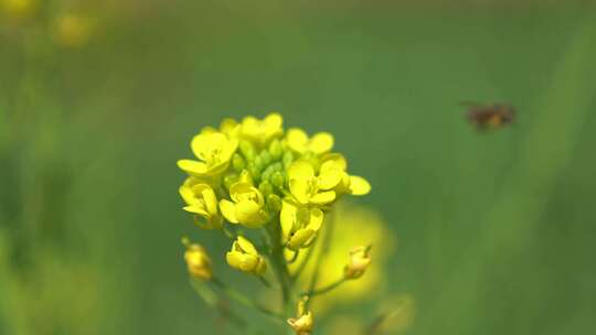 油菜花 蜜蜂 蜂蜜菜花 花开 春天