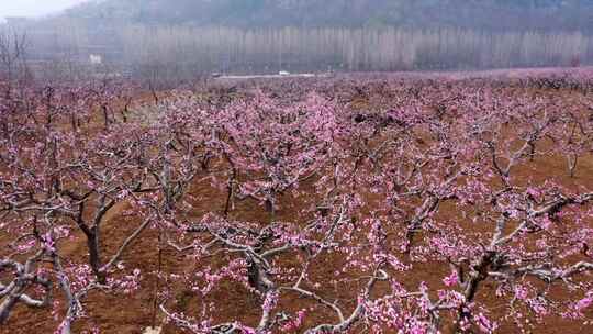 航拍山亭岩底桃花