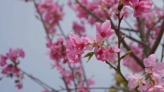 樱花花朵花瓣盛放