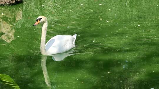 绿色湖水中在游泳的白天鹅