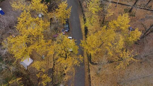 中国广西桂林市灵川县小平乐村画眉弄银杏