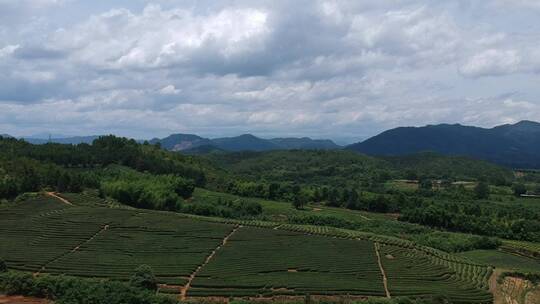 武夷山 武夷山茶 茶园 茶基地