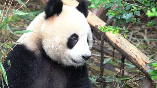可爱的大熊猫4K