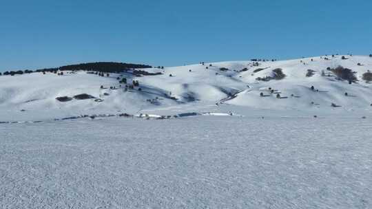 山丘雪原树木白雪皑皑视频素材模板下载