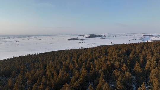 呼伦贝尔森林草原过渡带樟子松林雪景