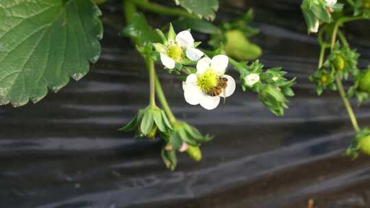 草莓园 农田 农业作物 水果 绿色植物 温室