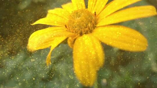 黄色花朵上的花粉