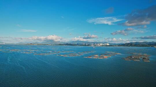 航拍深圳湾香港生蚝养殖场