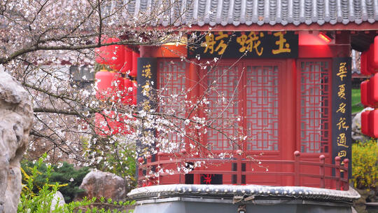 武汉春天东湖樱花园盛开的樱花