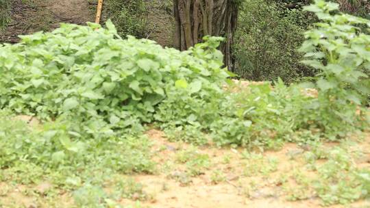 山区树木森林植物雨林视频素材模板下载