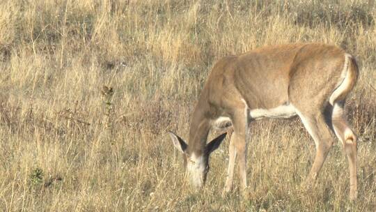 白尾鹿在荒野中觅食视频素材模板下载