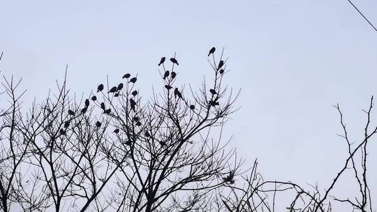 树枝上的小鸟越聚越多