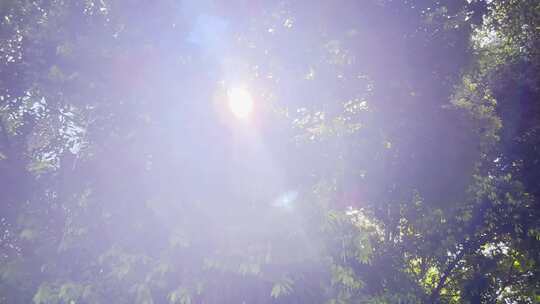 阳光透过树叶洒下景象