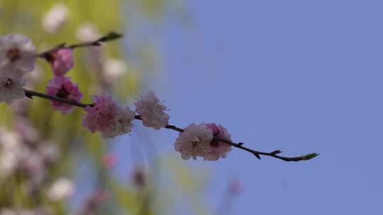 粉红色桃花腊梅樱花