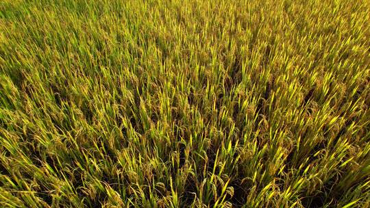 新农村建设下的秋收农业稻田航拍素材