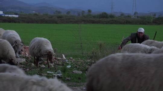 阿尔巴尼亚牧羊人带领羊群沿着一条路走