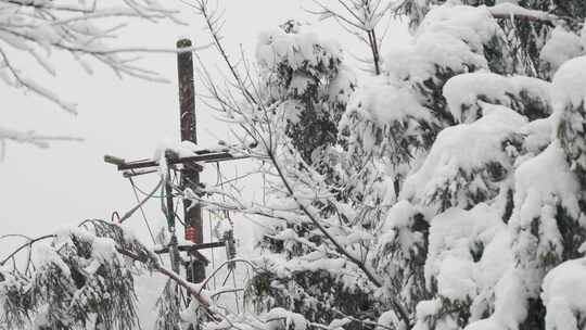 积雪覆盖的树木与电线杆