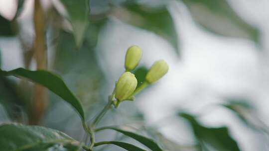 【正版素材】南药九里香千里香花朵