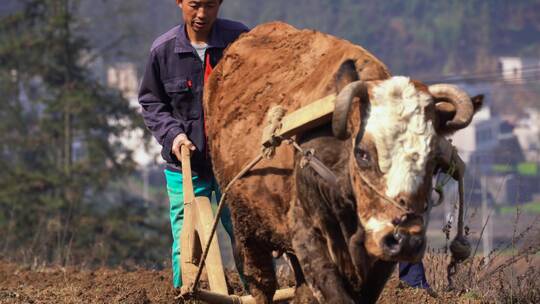 传统农耕老黄牛犁地播种视频素材模板下载