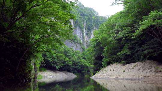 原始森林绿色植物大自然生态环境河流溪水视频素材模板下载