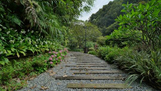 唯美热带植物园森林公园林荫大道林间小路