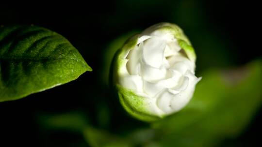 白栀子花开放时间流逝