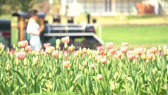 春天城市公园郁金香花田盛开的花朵