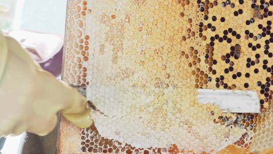蜂农取蜜